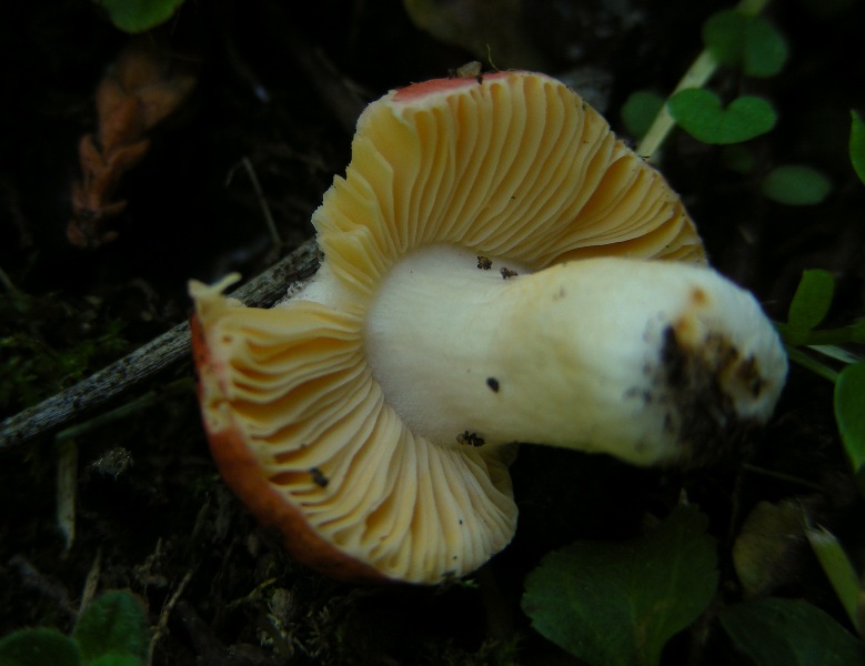 Russula bolognese